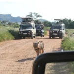 How Long Does a Typical Game Drive Last?