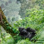 How Many Days Do I Need for a Combined Gorilla and Wildlife Safari in Uganda