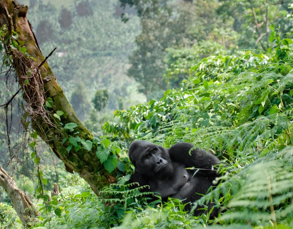 How Many Days Do I Need for a Combined Gorilla and Wildlife Safari in Uganda