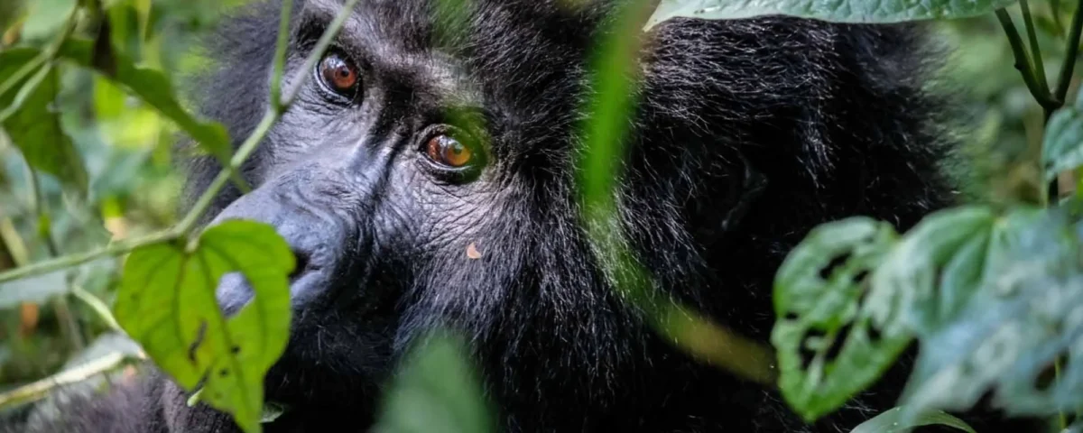 Is It Safe to Travel to Uganda for a Gorilla and Wildlife Safari?