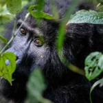Is It Safe to Travel to Uganda for a Gorilla and Wildlife Safari?
