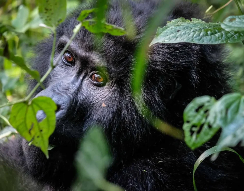 Is It Safe to Travel to Uganda for a Gorilla and Wildlife Safari?