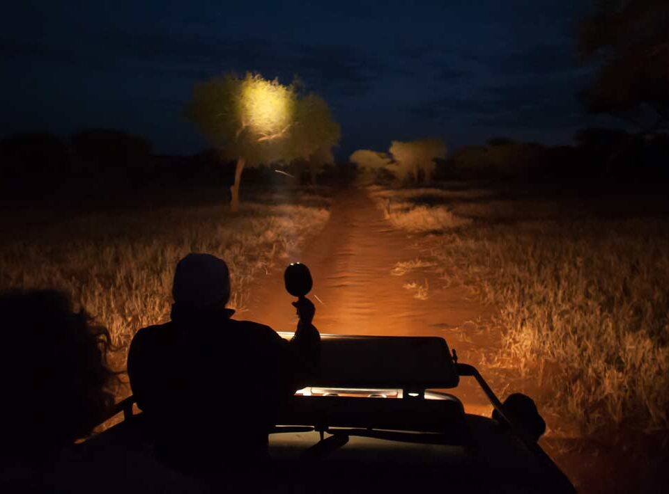 What Is a Night Game Drive, and Where Is It Offered?