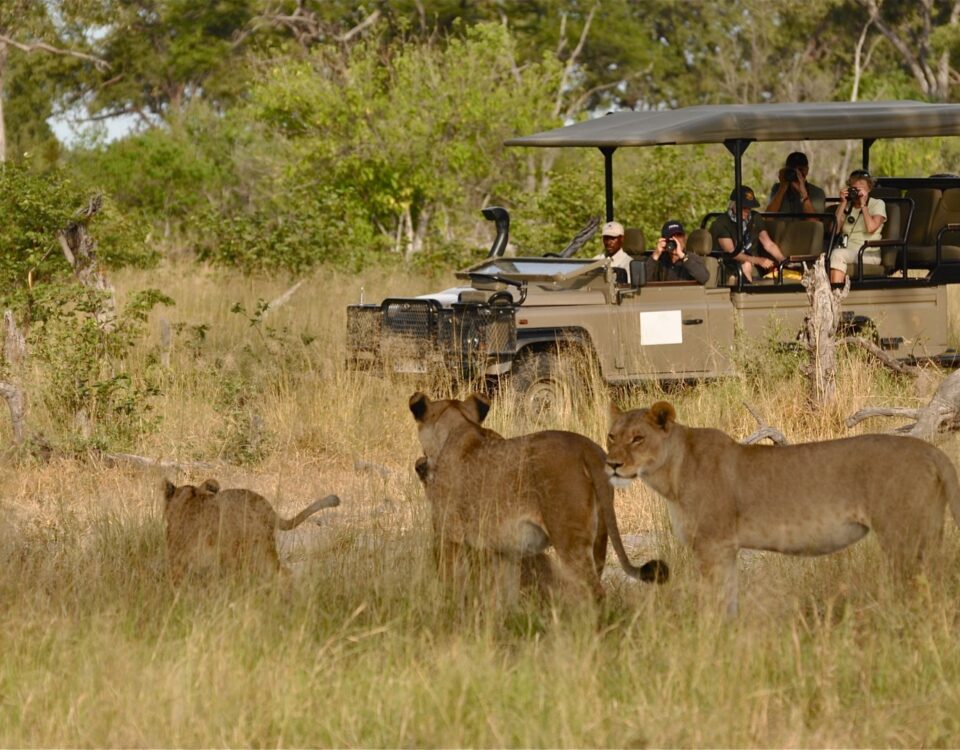 What Are the Best National Parks in Uganda for Game Drives