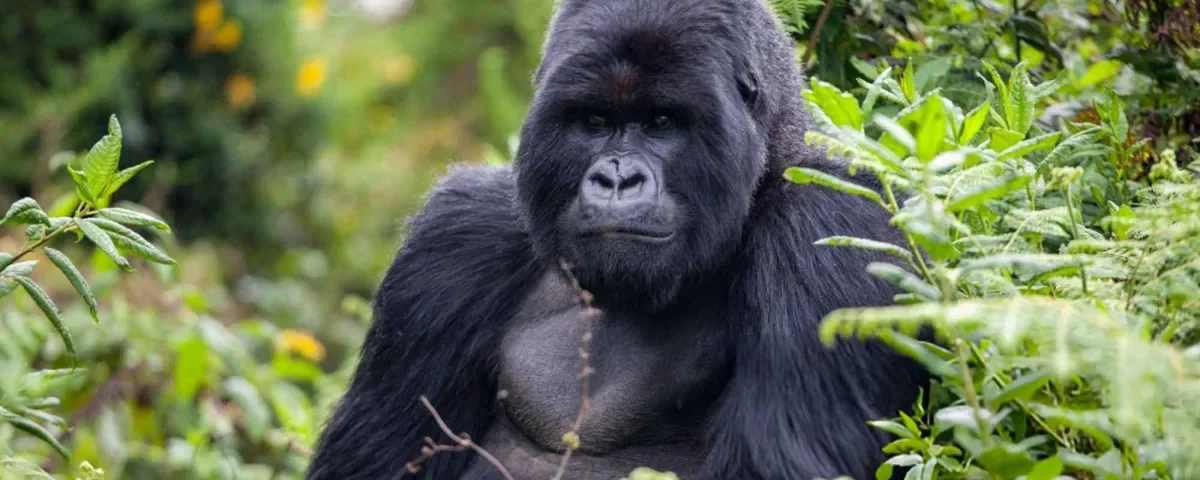 What Should I Pack for a Combined Gorilla and Wildlife Safari?