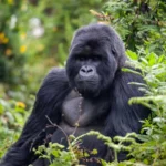 What Should I Pack for a Combined Gorilla and Wildlife Safari?