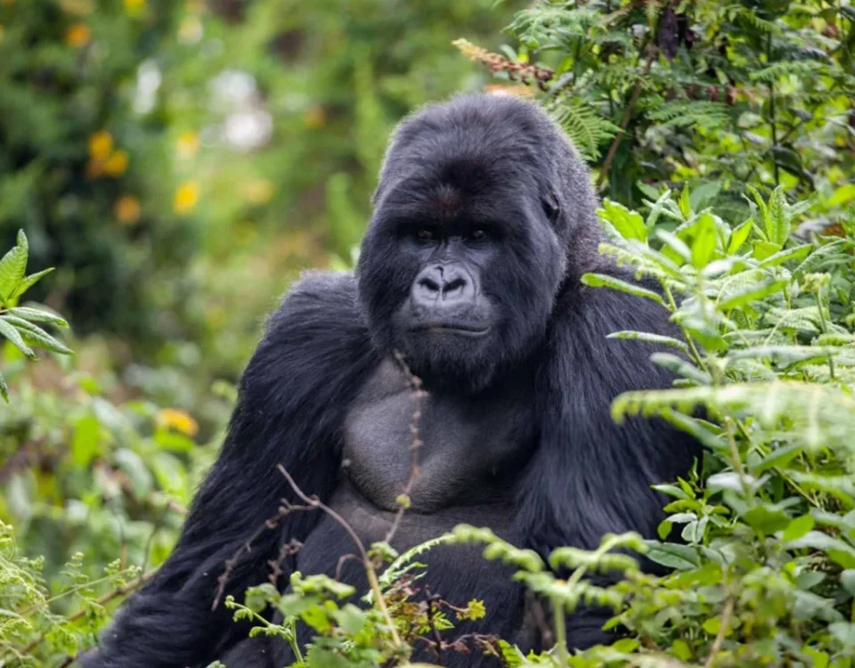 What Should I Pack for a Combined Gorilla and Wildlife Safari?