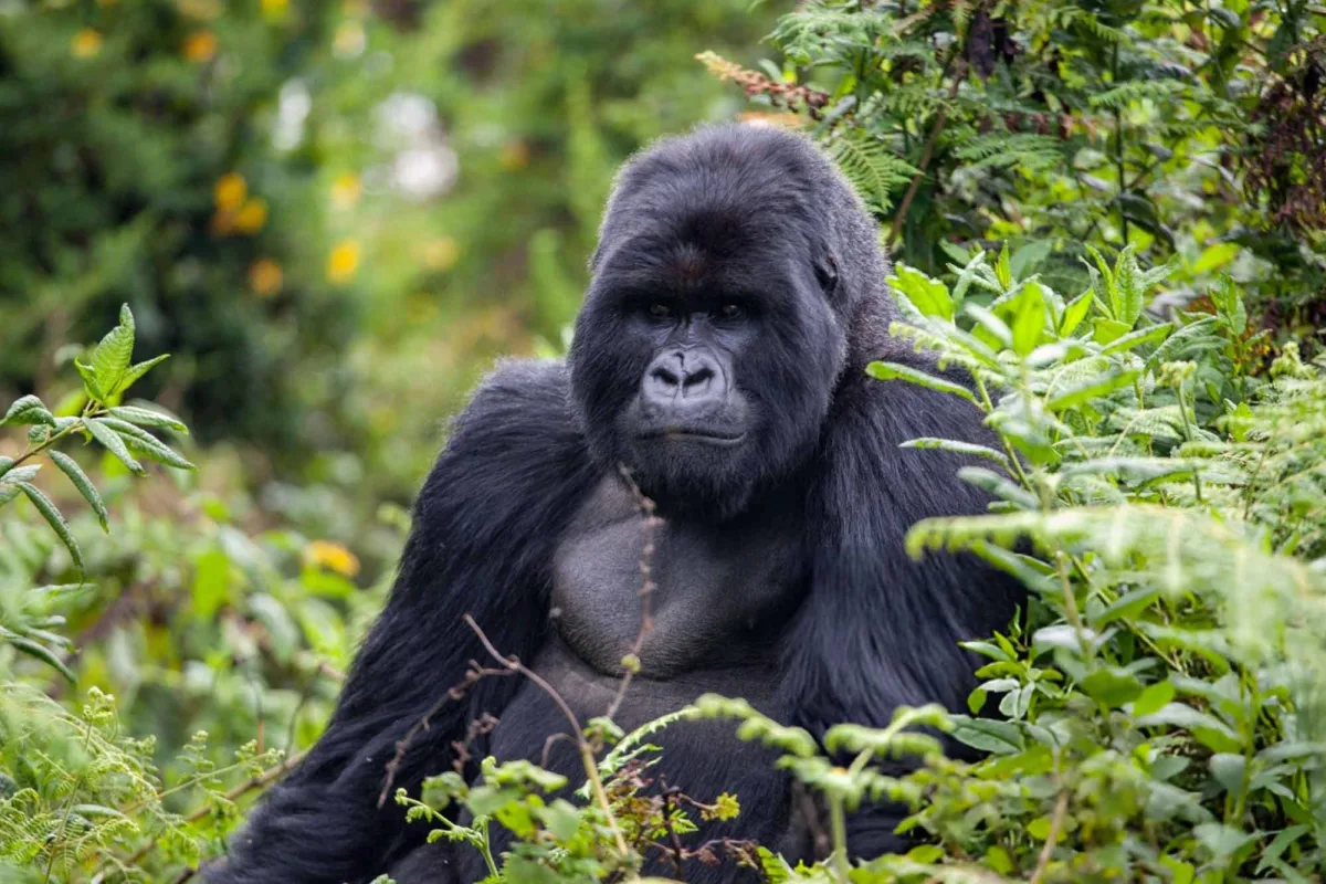What Should I Pack for a Combined Gorilla and Wildlife Safari?