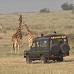 What Type of Animals Will I See on a Game Drive in Uganda?