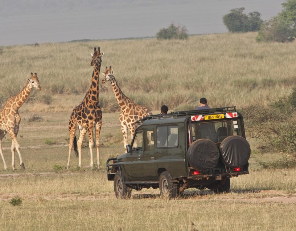 What Type of Animals Will I See on a Game Drive in Uganda?