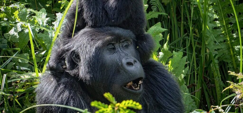 What is Uganda Gorilla Trekking and How Does It Differ from Game Drive Safaris