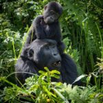 What is Uganda Gorilla Trekking and How Does It Differ from Game Drive Safaris