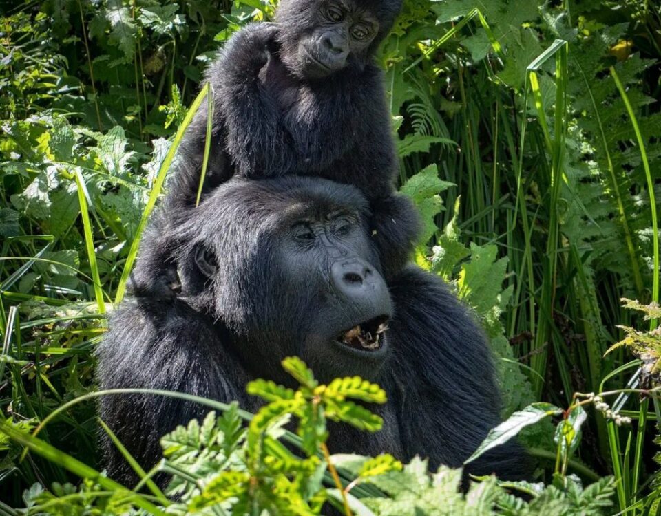 What is Uganda Gorilla Trekking and How Does It Differ from Game Drive Safaris