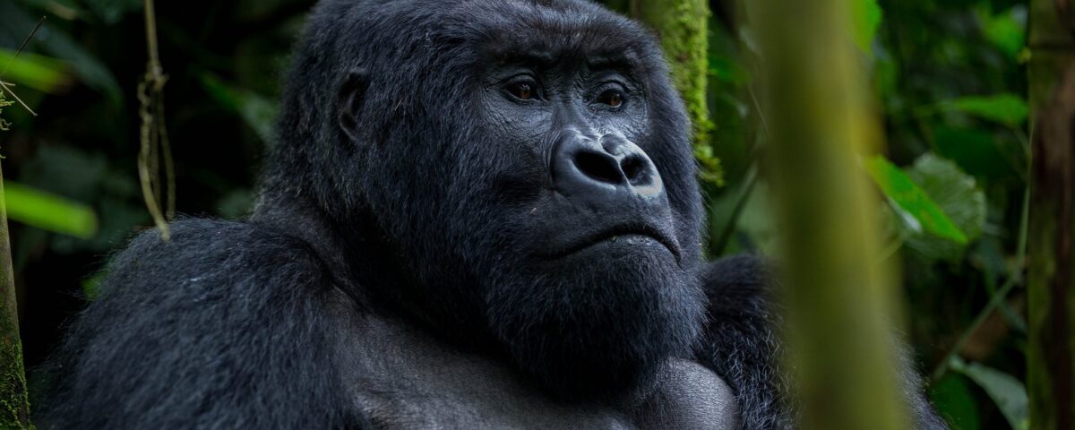 What is the Age Limit for Gorilla Trekking in Uganda?