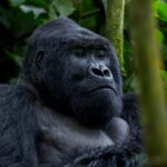 What is the Age Limit for Gorilla Trekking in Uganda?