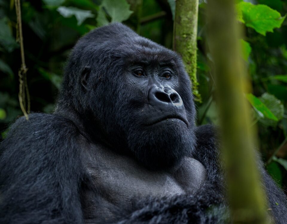 What is the Age Limit for Gorilla Trekking in Uganda?