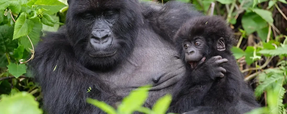 When is the best time to go for gorilla trekking and game drives in Uganda?
