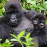 When is the best time to go for gorilla trekking and game drives in Uganda?