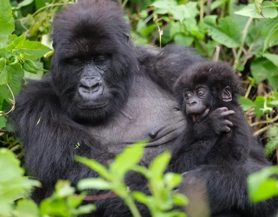 When is the best time to go for gorilla trekking and game drives in Uganda?