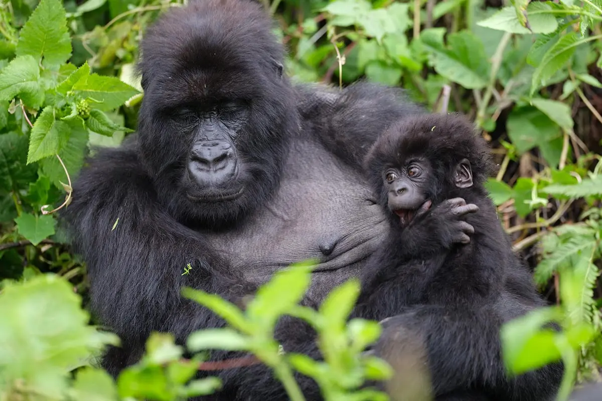 When is the best time to go for gorilla trekking and game drives in Uganda?