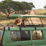 Is a Game Drive in Uganda Suitable for Solo Travelers or Groups?