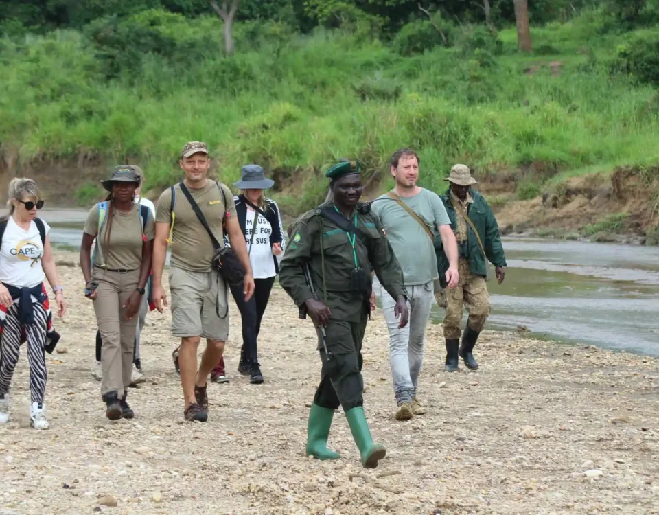 Are Walking Safaris in Uganda Safe? 