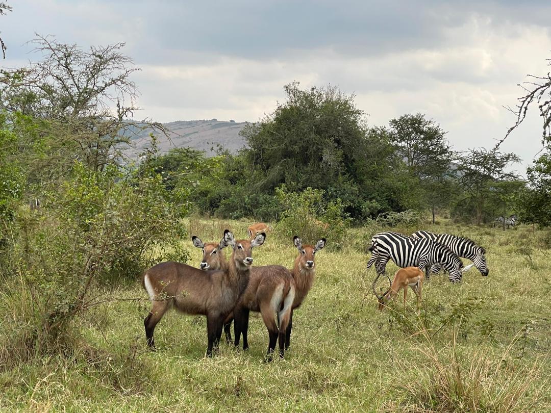 What Makes Uganda’s Game Drives Unique Compared to Other Countries?