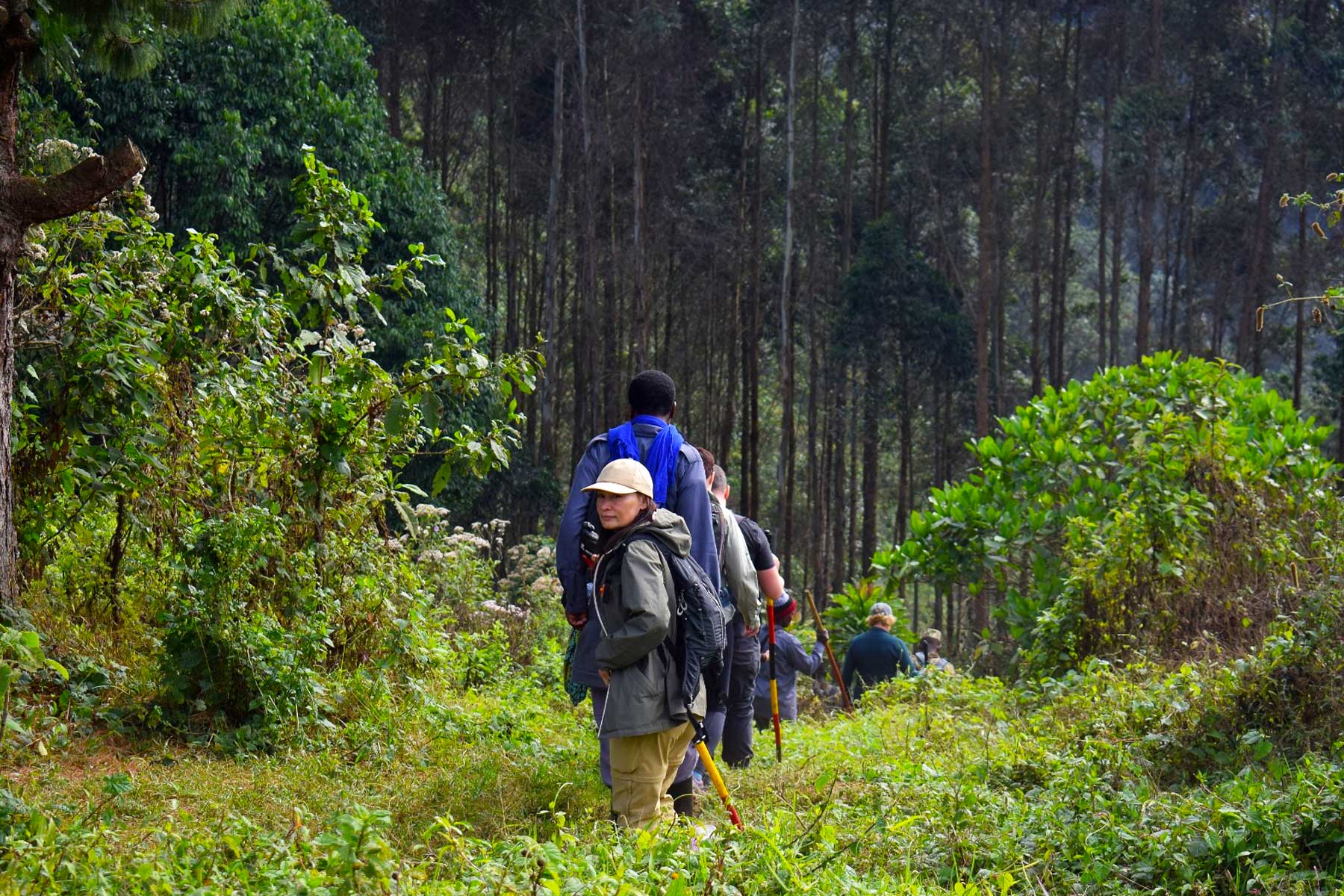 Uganda primate walking safari