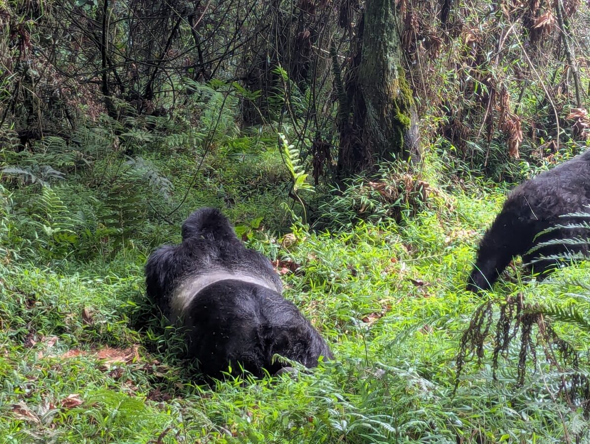 10 Days Kenya Rwanda Safari