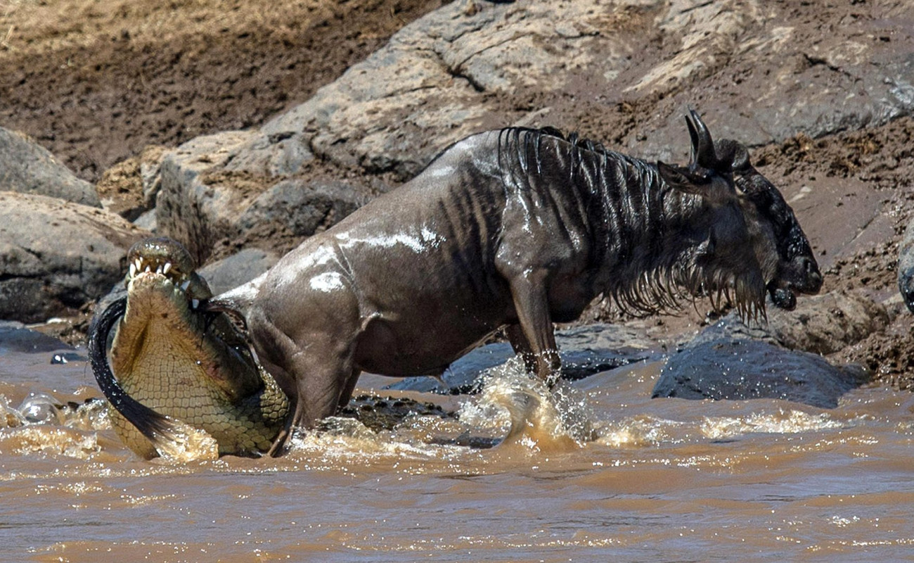 10-Day Rwanda, Serengeti & Masai Mara Safari with Gorilla Trek