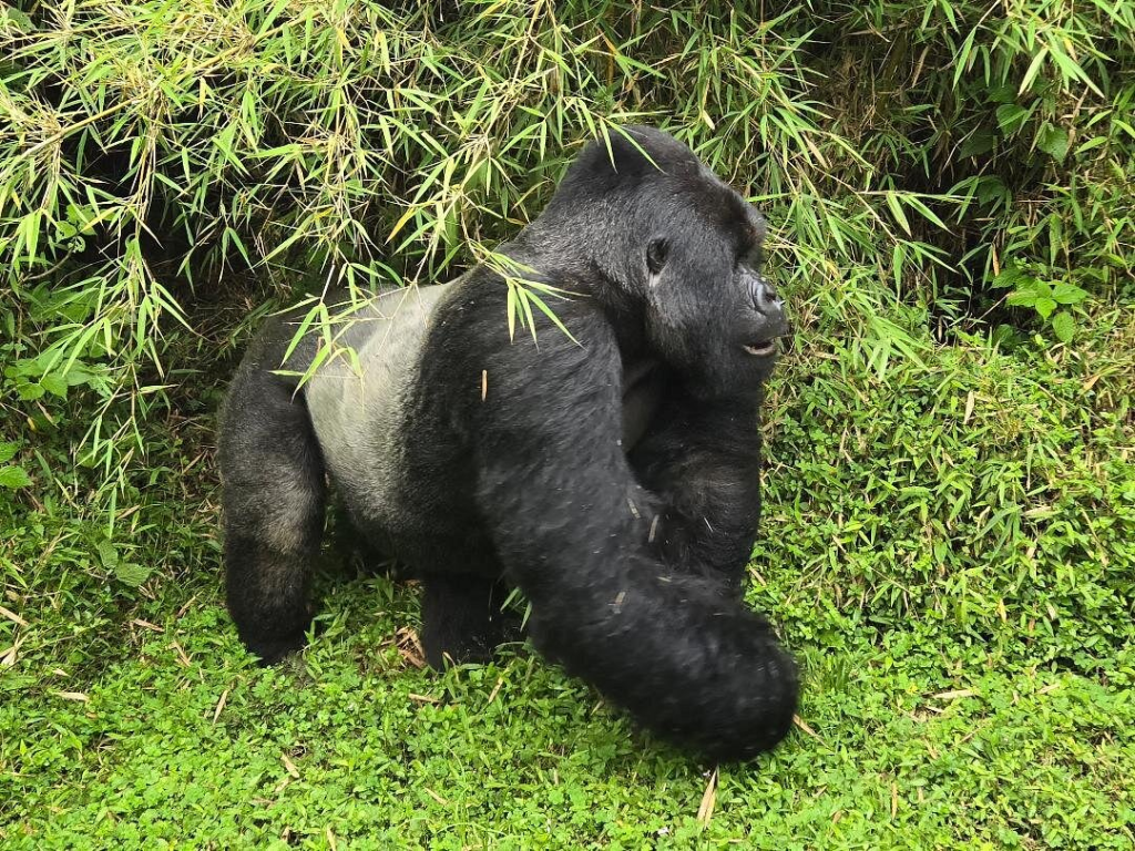 13 Days Uganda Rwanda Tour Kenya & Uganda Mountain Gorillas
