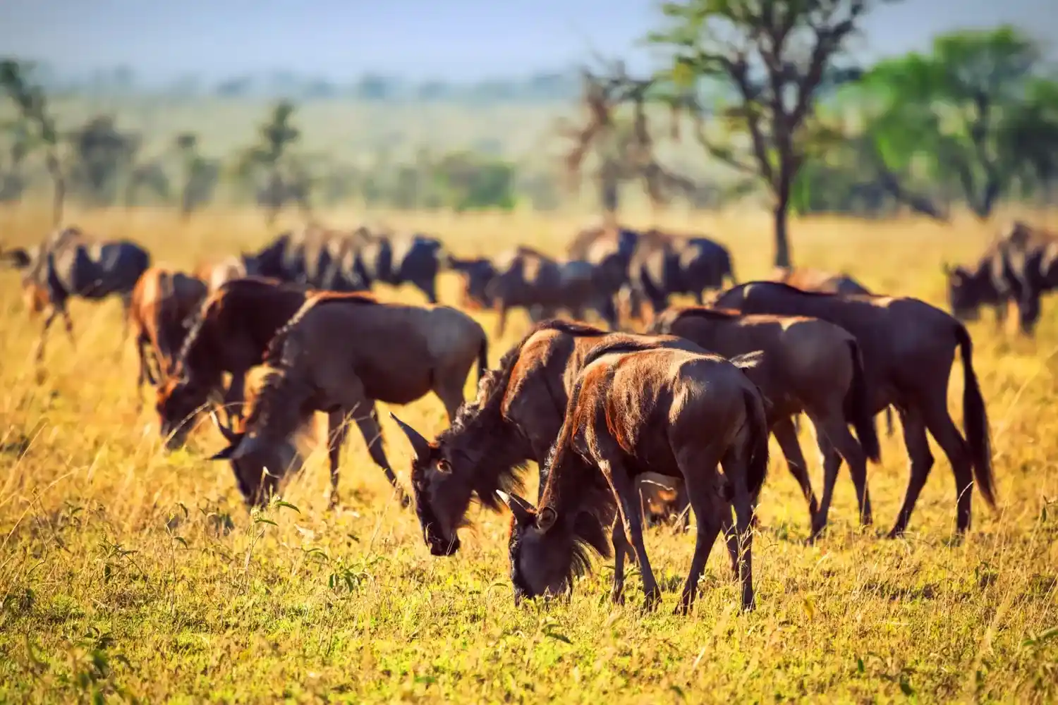 Serengeti